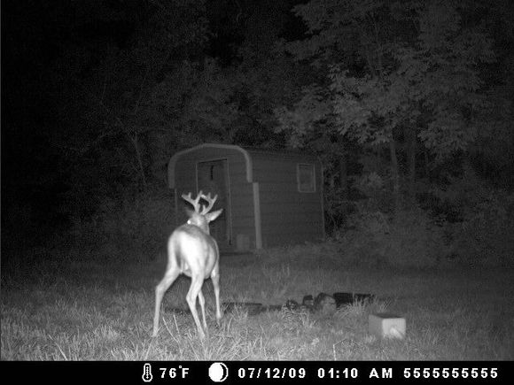 deer cam 005