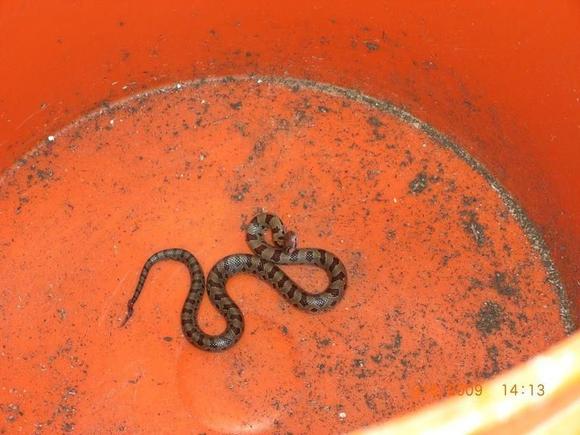 snake in me knickers!!