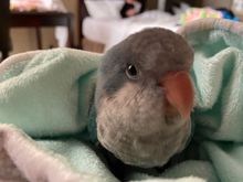 Baby Bleu says you are good people.