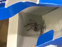 You were saying.....Hunstman spider on a flight from Sydney to Germany 😬