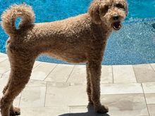Can we PLEASE get in the pool now, dad?