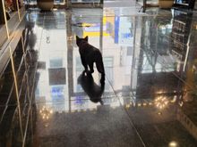 Panther snuck up on me browsing the mints section. 
