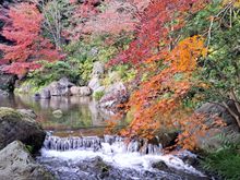 Still a lot of beautiful autumn colours in the  japanese garden outside the walled garden