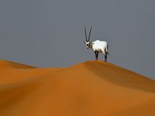 Oryx in the desert in Dubai (canon 6d mk2 @ 400mm)