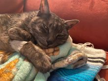 Naamah likes being a lady of leisure.