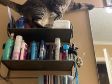 Fred is trying to see if “curiousity killed the cat” is a true expression.