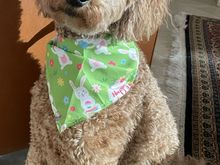 Happy Easter from Poppy!