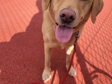 Trying to play tennis with a tennis ball obsessed dog in tow …