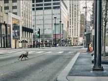 Coyote on Michigan Avenue, in Chicago