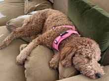 It’s not easy being Poppy!