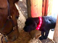 Angus meeting friend in his new collar. Couldn’t see him at night before