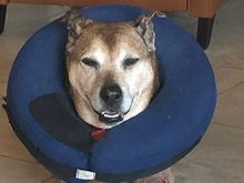 Cody still wearing a balloon to keep him from licking the affected area but feeling much better. 