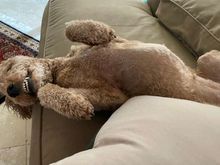 Poppy felt better after a belly rub! 