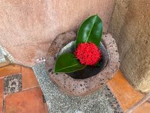 Bourvardia (firecracker flower)