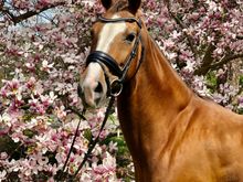 Daughter-in-law’s mare having her first foal in two months
