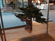 Floating bonsai at the entrance 