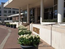 White peace tulips in front of the hotel, honoring the couple's visit fifty years ago.