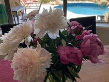 Never thought I’d see peonies in AZ - $10 a bunch at Trader Joe’s!