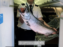 While scrolling through Instagram I saw this photo by Alaska FO Bill,  AKA alaska737 on Instagram. May 18th was the first shipment of fish from Cordova ,AK (CDV) to Seattle and Alaska Airlines rolled out the red carpet treatment to celebrate the start of the season.  I would end up passing through Cordova less than week later. 