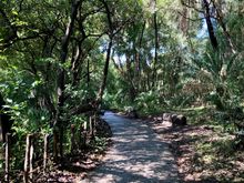 Walk through rainforest between view points