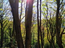 Some lovely moments in the forest around Winterberg 