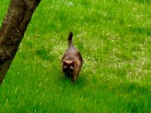 Minka was adopted from the animal shelter here, and they named her for her luxurious fur.   She always had dirty ears, and at one point lost her sense of balance from an inner ear infection.  We had her put down at about age 10, we think from a brain infection.
