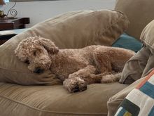 Poppy is exhausted after playin fetch in the pool today