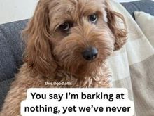 This is not Poppy, but it certainly could be!