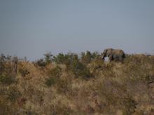 An elephant, far away