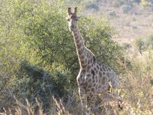 Giraffe front view