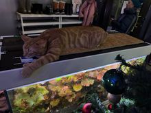 also at Helkatti (yes, a cat cafe that serves beer)