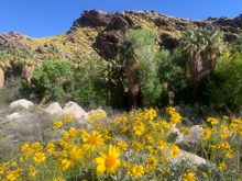 No crowds but an entry fee to go on Reservation land ($7 seniors 62 and older/$12 adults). Some of the nicest hiking in Palm Springs, but check that the road has reopened after the rains 