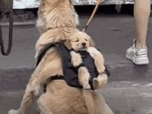 Cutest thing you will see today (unless I oust a pic of Poppy later ;))! 