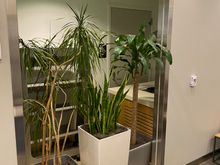 This used to be the restroom - it's not an overgrown jungle
