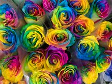 Artificially colored roses are huge in Asia, we were told. 