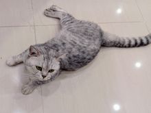 The cat Johnny having a thoughtful moment in Vinhomes Grand Park, District 9 of Ho Chi Minh City 