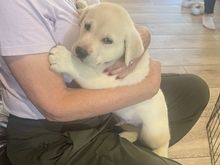 My neighbor’s new pup, Griffin.  A distant cousin of Poppy. 