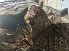 George and Fred were using Anpu as a mattress OR Anpu was using George and Fred as a blanket.