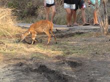 The area had deer ...