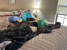 Sunday afternoon nap time. 