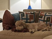 Edited to add: Then she got tired and missed all the excitement. 