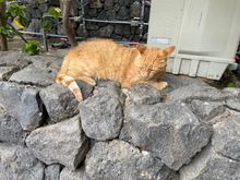 Super chill cat that lives on the property