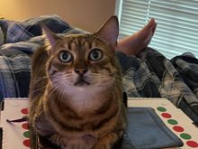 Pay the treat tax or you don’t get the pizza.