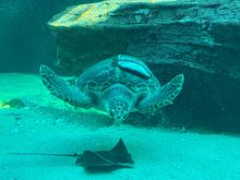 Turtle at the aquarium 