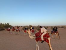 Camel Trek
