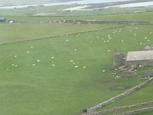 lots of sheep near the airfield
