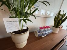 Kimpton Plant pal : Wilma, she did listen to my singing and did not make any moral judgements