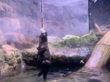 Otter biting a rope