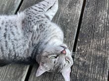 Anpu was a happy boy this evening because he got to go outside despite the heat.
