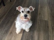 Jasmine the Jazz. Five year old retired mom. Miniature Schnauzer. 